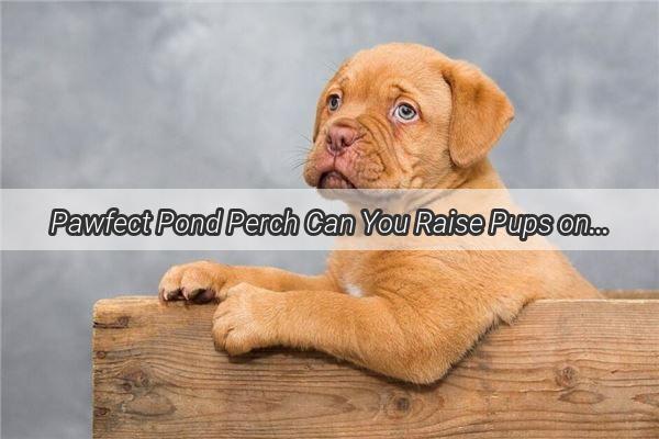 Pawfect Pond Perch Can You Raise Pups on the Waters Edge